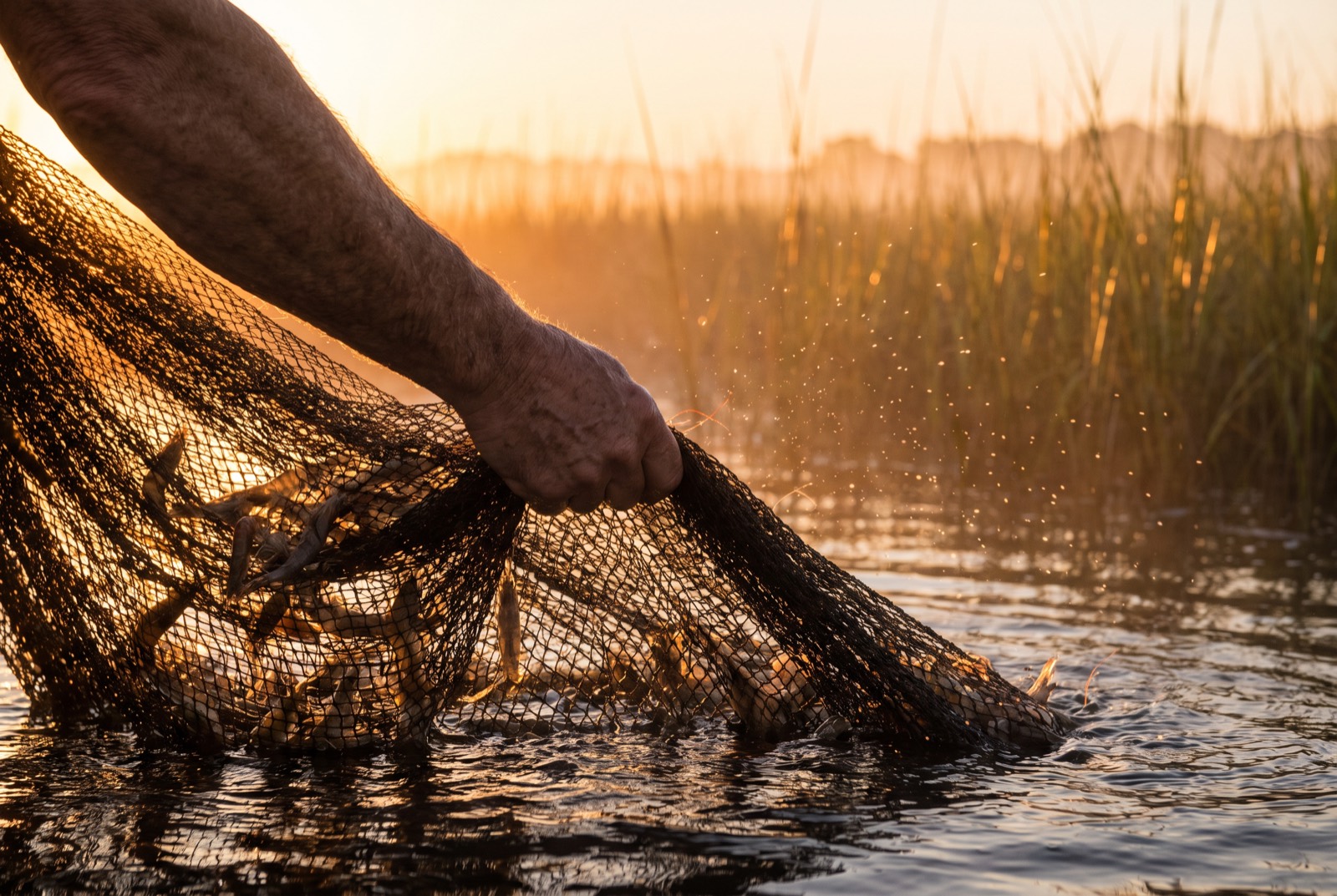 Hands pulling a cast net full of shrimp from the marsh at sunrise